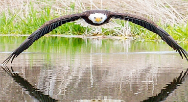 Stunning Bald Eagle Photo Taken by Amateur Photographer