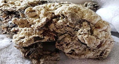 Teenagers Discover Motionless Creature Under Car—What a Vet Finds Leaves Everyone Stunned