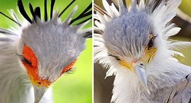 The Majestic 4-Feet-Tall Secretary Birds: A Stunning Sight to Behold