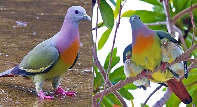 The Mesmerizing Beauty of the Pink-Necked Green Pigeon