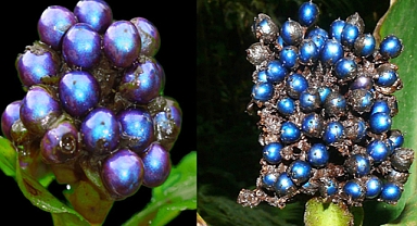 The Most Vivid Natural Color Discovered in an African Plant