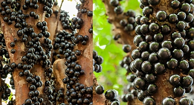 The Secret Superfruit: This Strange Looking Fruit Has Astonishing Health Benefits