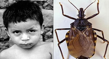 The Silent Night Killer: Chagas Disease and Its Deadly Impact