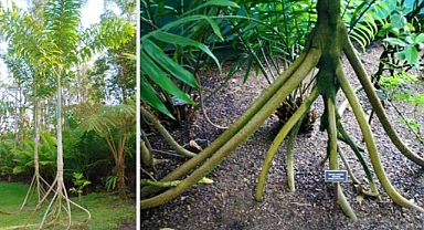 The Wandering Palms of Ecuador: They Reportedly Move Up to 20 Meters Per Year