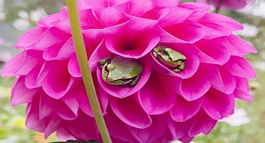 Tiny Green Guests: A Washington Woman’s Flowers Become a Frog Retreat