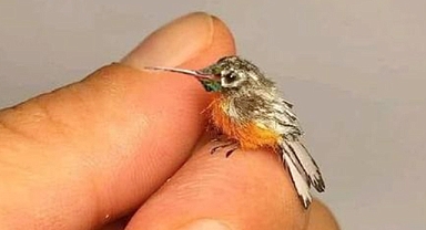 Tiny Wonder: The Bee Hummingbird – World's Smallest Bird