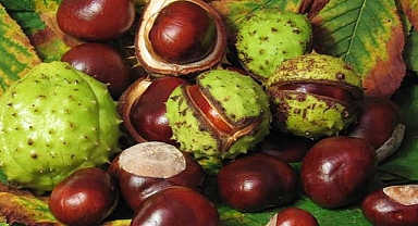 Unlocking the Healing Potential of Horse Chestnut: A Comprehensive Guide to Medicinal Benefits and Handmade Soap Crafting