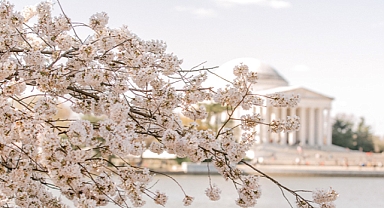 Washington D.C. Cherry Blossoms Near Peak Bloom, Drawing Large Crowds