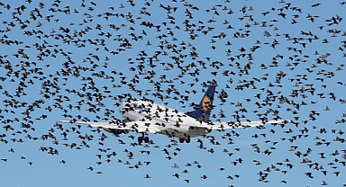  When the Pilot Discovered the Birds Secret, Tears Filled His Eyes