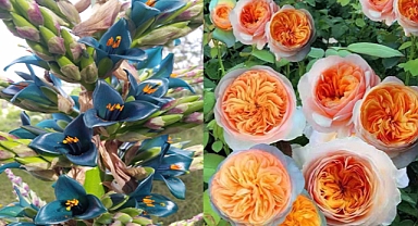 10 Extraordinary Flowers So Rare, They’re Almost Mythical