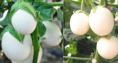 A Surprising Find in the Fields: The Nutritious White Fruit That Looks Like Eggs