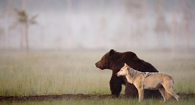 An Unlikely Bond: Rare Friendship Between a Wolf and a Bear Captured in Finland