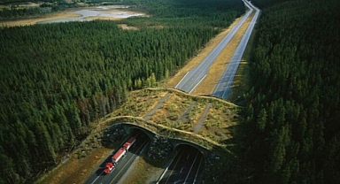 Bridging the Wild: How Banff’s Wildlife Crossings Save Lives and Ecosystems