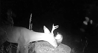 Camera Captures Rare Moment: Opossum Helping A Deer By Picking Ticks Off Its Face
