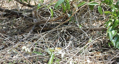 Caught on Camera: What This Photographer Captured Will Make You Do a Double Take