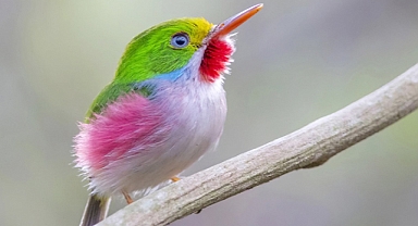 Cuban Tody: A Tiny Gem Among the World’s Most Colorful Birds