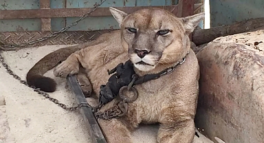 From Chains to Canopy: Mountain Lion Freed After Two Decades of Circus Captivity