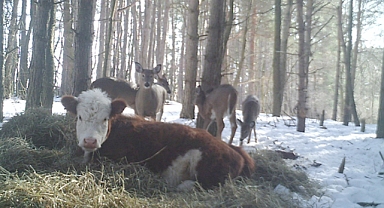 From Forest Fugitive to Farm Friend: Bonnie the Cow’s Incredible Journey to Freedom