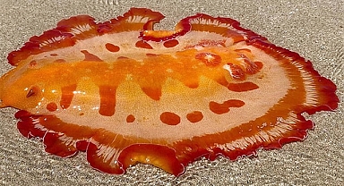 Mystery of the Mesmerizing ‘Spanish Dancer’ in Western Australia-But what Is The Vibrant Blob?