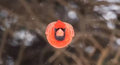 Photographer Accidentally Snaps Hilarious Shot of a Real-Life Angry Bird