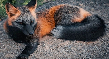 Photographer Forms Bond with Rare Orange-and-Black Cross Fox in Newfoundland