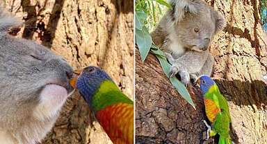 Rescued Rainbow Lorikeet Surprises Koala With a Kiss in Heartwarming Wildlife Encounter