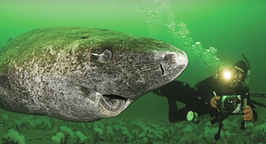 Scientists Discover 512-Year-Old Greenland Shark, Possibly the Oldest Living Vertebrate on Earth