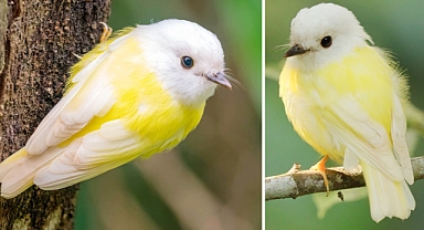 The Rare Leucistic Pale-Yellow Robin: A Hidden Gem of the Australian Forest