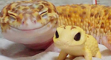This Gecko’s Joyful Bond With His Toy Twin Is the Cutest Thing on the Internet