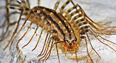 Why You Should Think Twice Before Killing a House Centipede