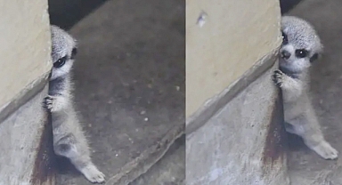 Adorable Shy Baby Meerkat Wins Hearts After Stealing the Spotlight at Tokyo Zoo