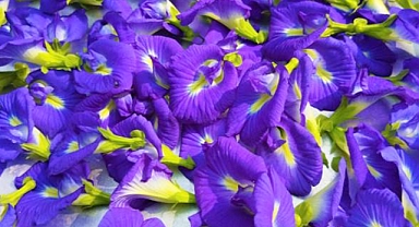 Butterfly Pea Vine: The Vibrant Climber with Magical Color-Changing Blooms
