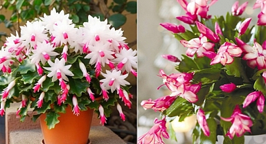 Christmas Cactus Care: How to Grow and Maintain This Festive Bloomer Year-Round