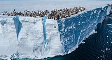Emperor Penguin Chicks Take First Plunge Off 50-Foot Ice Cliff in Breathtaking National Geographic Footage