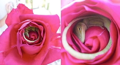 Enchanting Photos Capture a Lizard Napping Peacefully Within a Rose