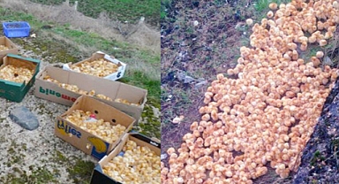 Forest Floor Surprise: Hiker Mistakes Baby Chicks for Tennis Balls