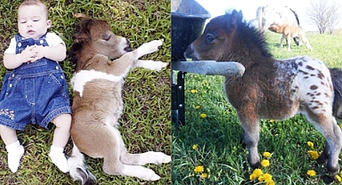 Meet The Adorable Miniature Horse: The Adorably Tiny Equines That Are Fully Grown