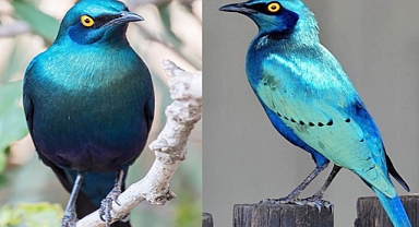 Meet the Greater Blue-Eared Starling: A Sparkling Jewel of Africa’s Skies