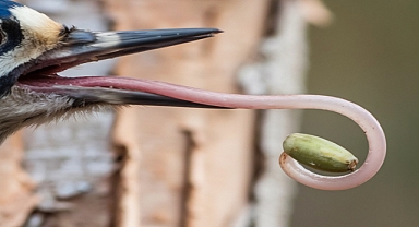 Nature's Master Carpenter: The Astonishing Tongue and Talents of the Woodpecker