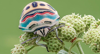 Picasso Bugs: Vibrant Living Artworks With a Smelly Secret