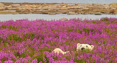 Polar Bears in Bloom: Canadian Photographer Captures Rare Playful Moment in the Arctic Wild