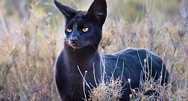 Rare Black Serval Stuns Photographer in Breathtaking Tanzanian Encounter