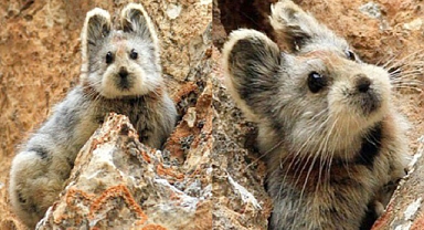 Rare 'Magic Rabbit' Spotted After 20 Years: Meet the Elusive Ili Pika