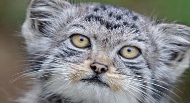 Rare Wild Cats Discovered Living High on Mount Everest