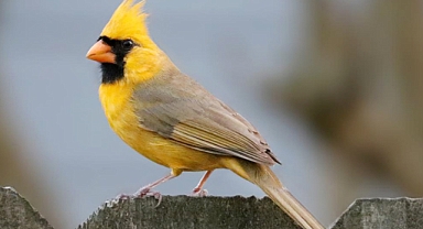 Rare Yellow Cardinal Stuns Birdwatchers in Alabama Backyard