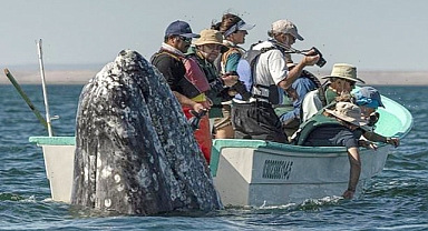 Sneaky Whale Photobombs Tourists in Hilarious Twist as They Look the Wrong Way