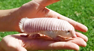 The Enigmatic Pink Fairy Armadillo: Nature’s Rarest and Cutest Burrower