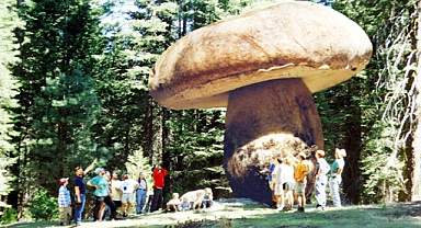 The Giant Underground Parasite: Earth’s Largest and Oldest Living Organism Is a Mushroom