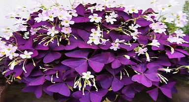The Stunning Oxalis Triangularis: A Purple Gem for Indoor Gardens