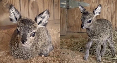 Tiny Klipspringer Calf Born at Florida Zoo Is the Cutest Thing You'll See Today